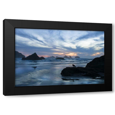 Oregon, Bandon Beach Seagull on rock at twilight Black Modern Wood Framed Art Print with Double Matting by Rotenberg, Nancy