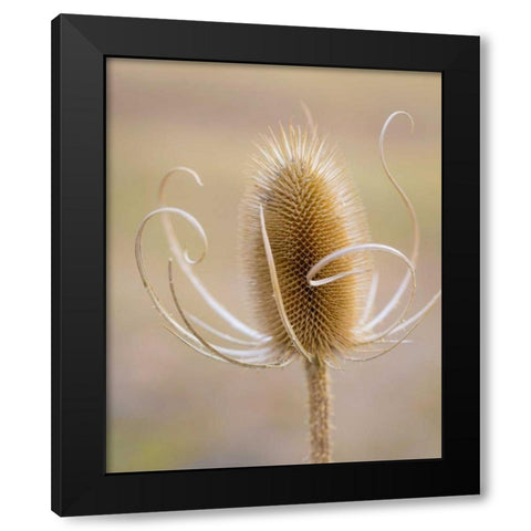 Oregon, Malheur NWR Dried teasel plant Black Modern Wood Framed Art Print with Double Matting by Paulson, Don