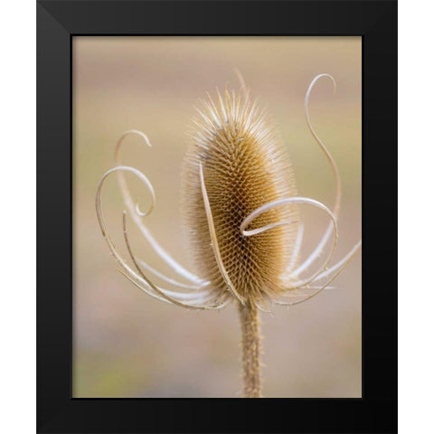 Oregon, Malheur NWR Dried teasel plant Black Modern Wood Framed Art Print by Paulson, Don