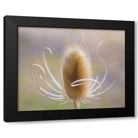 Oregon, Malheur NWR Dried teasel plant Black Modern Wood Framed Art Print with Double Matting by Paulson, Don