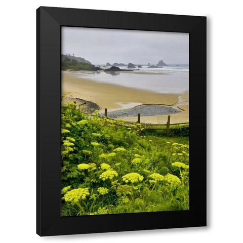 OR, Ecola SP Cow parsnip near Indian Beach Black Modern Wood Framed Art Print by Carter, Jean