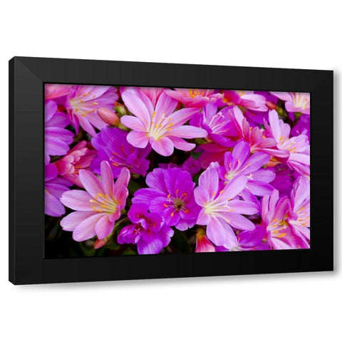 USA, Oregon Columbian lewisia flowers close-up Black Modern Wood Framed Art Print with Double Matting by Carter, Jean