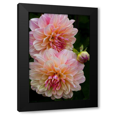 Oregon, Shore Acres SP Dahlia flowers Black Modern Wood Framed Art Print with Double Matting by Carter, Jean