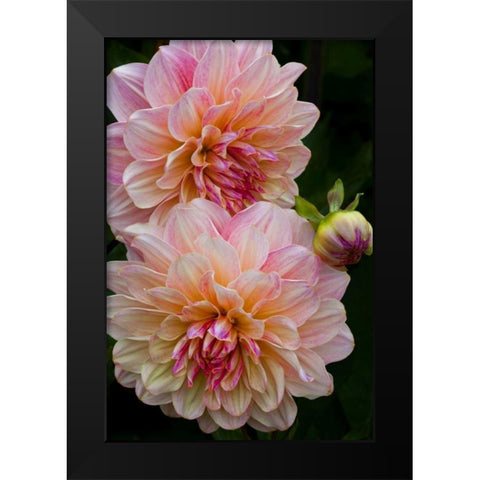 Oregon, Shore Acres SP Dahlia flowers Black Modern Wood Framed Art Print by Carter, Jean