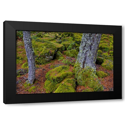 Oregon, Rogue River Wilderness Mossy rocks Black Modern Wood Framed Art Print by Carter, Jean