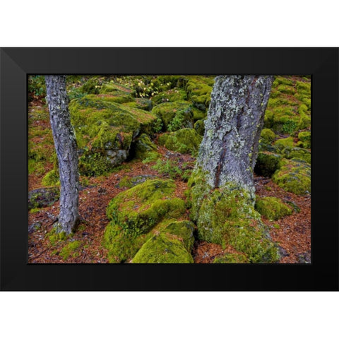 Oregon, Rogue River Wilderness Mossy rocks Black Modern Wood Framed Art Print by Carter, Jean