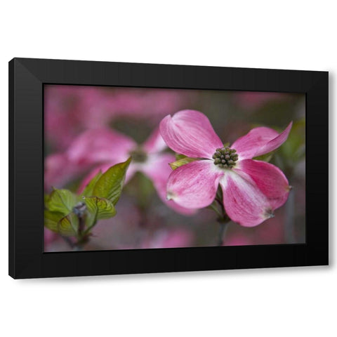 USA, Oregon Pink dogwood blossom close-up Black Modern Wood Framed Art Print by Carter, Jean