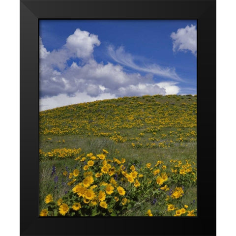 OR, Columbia Gorge Balsamroot and lupine Black Modern Wood Framed Art Print by Terrill, Steve
