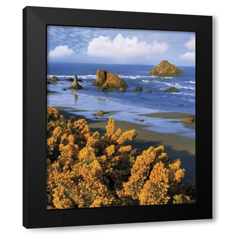 Oregon, Bandon Face Rock and wild gorse plants Black Modern Wood Framed Art Print by Terrill, Steve