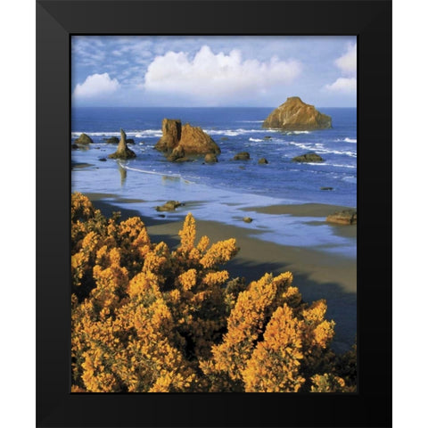 Oregon, Bandon Face Rock and wild gorse plants Black Modern Wood Framed Art Print by Terrill, Steve
