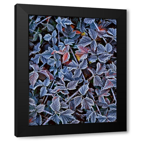 USA, Oregon Frost on wild blackberry bush Black Modern Wood Framed Art Print by Terrill, Steve
