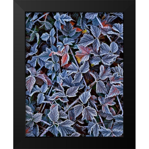 USA, Oregon Frost on wild blackberry bush Black Modern Wood Framed Art Print by Terrill, Steve