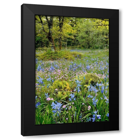Oregon, Flowers in Camassia Natural Area Black Modern Wood Framed Art Print by Terrill, Steve