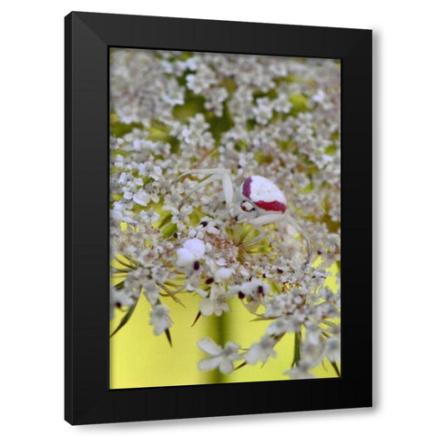 USA, Oregon Crab spider on wild carrot bloom Black Modern Wood Framed Art Print by Terrill, Steve