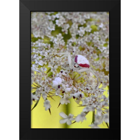 USA, Oregon Crab spider on wild carrot bloom Black Modern Wood Framed Art Print by Terrill, Steve
