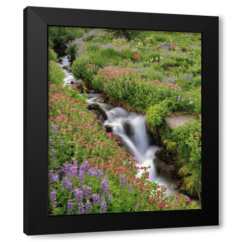 OR, Mt Hood, Flowers along Elk Cove Creek Black Modern Wood Framed Art Print by Terrill, Steve