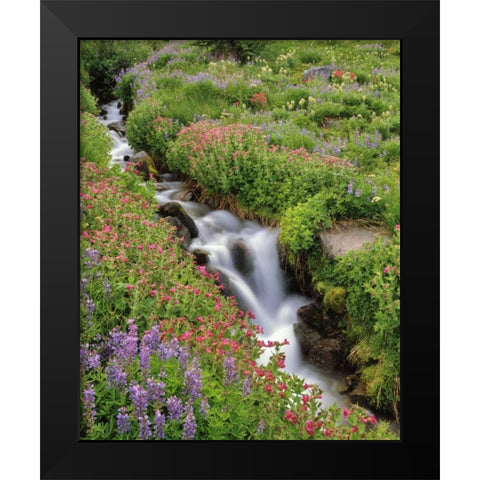 OR, Mt Hood, Flowers along Elk Cove Creek Black Modern Wood Framed Art Print by Terrill, Steve