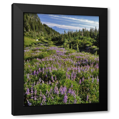 Oregon, Mount Hood Wilderness Lupine in Elk Cove Black Modern Wood Framed Art Print by Terrill, Steve