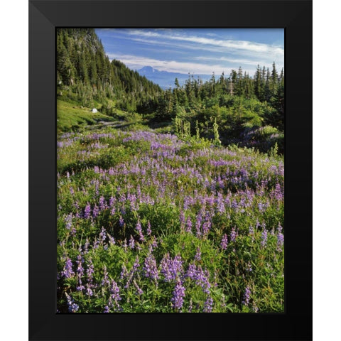 Oregon, Mount Hood Wilderness Lupine in Elk Cove Black Modern Wood Framed Art Print by Terrill, Steve