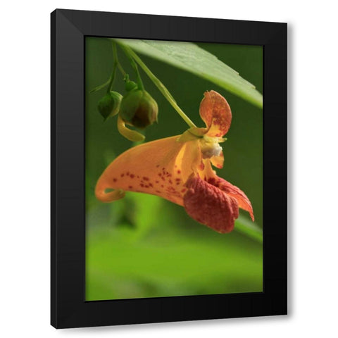 Oregon, Oregon Close-up of jewelweed flower Black Modern Wood Framed Art Print with Double Matting by Terrill, Steve