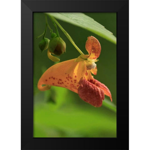 Oregon, Oregon Close-up of jewelweed flower Black Modern Wood Framed Art Print by Terrill, Steve