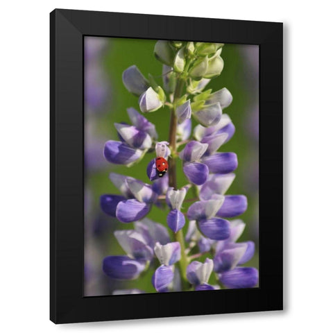 USA, Oregon Ladybug on lupine flower Black Modern Wood Framed Art Print by Terrill, Steve