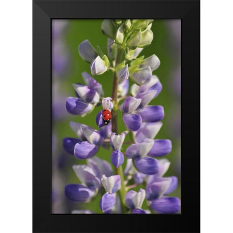 USA, Oregon Ladybug on lupine flower Black Modern Wood Framed Art Print by Terrill, Steve