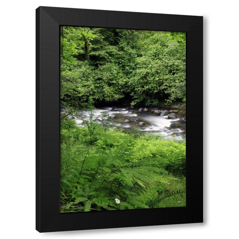 Oregon Scenic of Little Sandy River and ferns Black Modern Wood Framed Art Print with Double Matting by Terrill, Steve