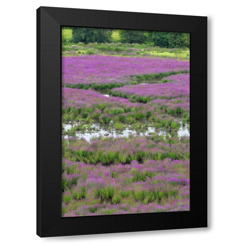 OR, Oaks Bottom Purple loosestrife in marsh Black Modern Wood Framed Art Print by Terrill, Steve