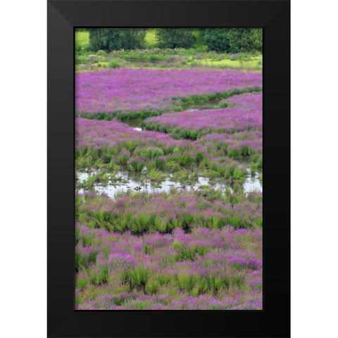 OR, Oaks Bottom Purple loosestrife in marsh Black Modern Wood Framed Art Print by Terrill, Steve