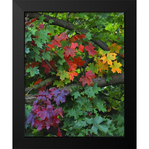 USA, Oregon, Portland Sugar maple tree scenic Black Modern Wood Framed Art Print by Terrill, Steve