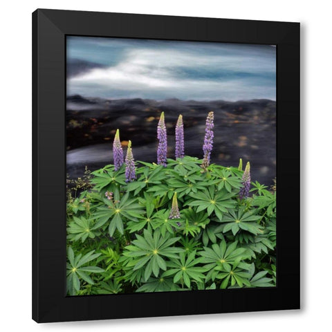 USA, Oregon Lupine next to Metolius River Black Modern Wood Framed Art Print with Double Matting by Terrill, Steve