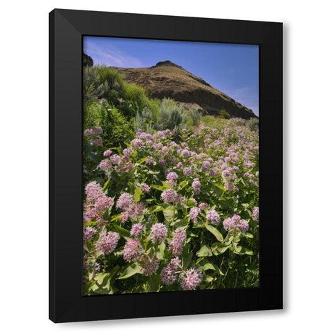 USA, Oregon Milkweed and cliff Black Modern Wood Framed Art Print by Terrill, Steve