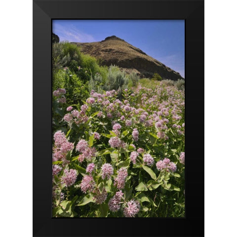 USA, Oregon Milkweed and cliff Black Modern Wood Framed Art Print by Terrill, Steve