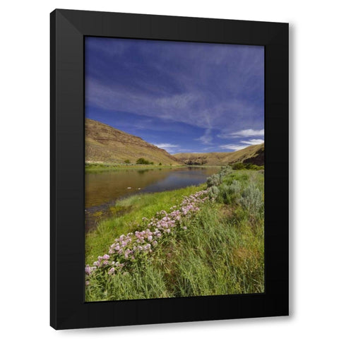 USA, Oregon Milkweed along the John Day River Black Modern Wood Framed Art Print by Terrill, Steve