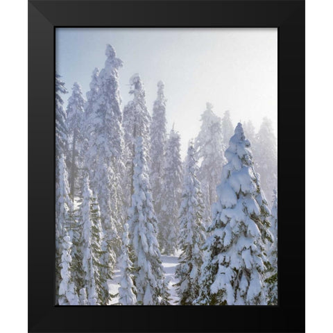 USA, Oregon, Mt Ashland Fresh snow on evergreens Black Modern Wood Framed Art Print by Terrill, Steve