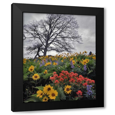 OR, Columbia Gorge NSA Oak tree and flowers Black Modern Wood Framed Art Print by Terrill, Steve