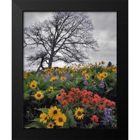 OR, Columbia Gorge NSA Oak tree and flowers Black Modern Wood Framed Art Print by Terrill, Steve