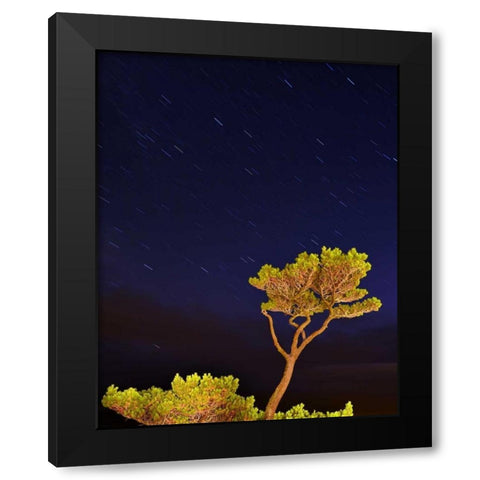 Oregon, Oceanside Pine tree against star trails Black Modern Wood Framed Art Print by Terrill, Steve