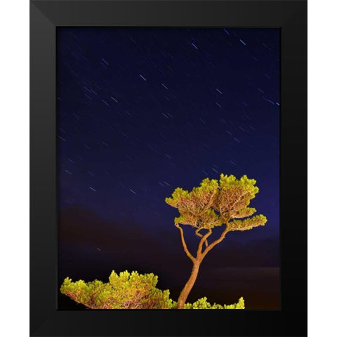 Oregon, Oceanside Pine tree against star trails Black Modern Wood Framed Art Print by Terrill, Steve