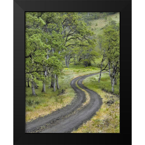OR, Columbia Gorge NSA Road lined with oak trees Black Modern Wood Framed Art Print by Terrill, Steve