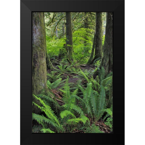 USA, Oregon Forest scenic Black Modern Wood Framed Art Print by Terrill, Steve