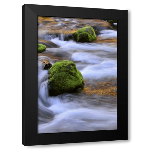 Oregon, Willamette NF McKenzie River over rocks Black Modern Wood Framed Art Print by Terrill, Steve