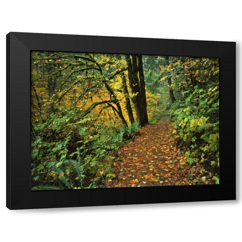 Oregon, Silver Falls SP Scenic park trail Black Modern Wood Framed Art Print by Terrill, Steve