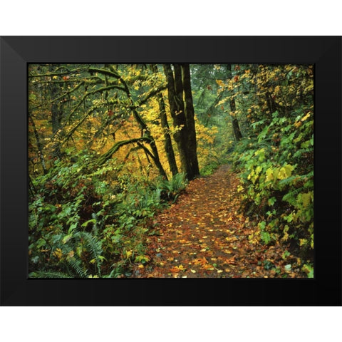 Oregon, Silver Falls SP Scenic park trail Black Modern Wood Framed Art Print by Terrill, Steve