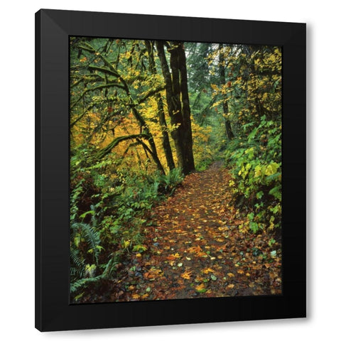 Oregon, Silver Falls SP Scenic park trail Black Modern Wood Framed Art Print by Terrill, Steve