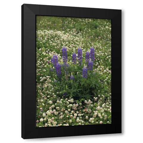USA, Oregon Lupine and clover in field Black Modern Wood Framed Art Print with Double Matting by Terrill, Steve