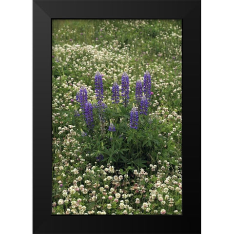 USA, Oregon Lupine and clover in field Black Modern Wood Framed Art Print by Terrill, Steve