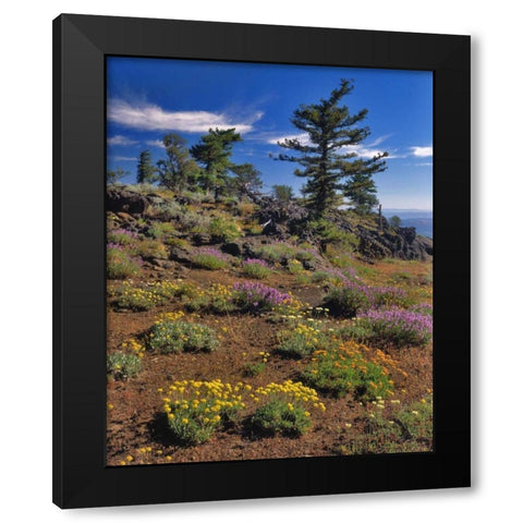 OR, Wallowa-Whitman NF Wildflower on Indian Rock Black Modern Wood Framed Art Print with Double Matting by Terrill, Steve