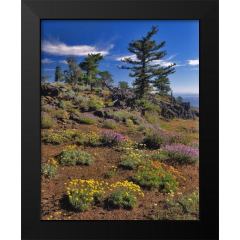 OR, Wallowa-Whitman NF Wildflower on Indian Rock Black Modern Wood Framed Art Print by Terrill, Steve